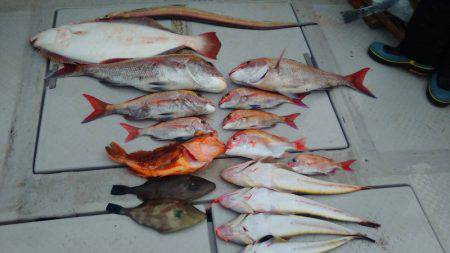 海季丸(みきまる) 釣果