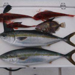 JDI Racing シールズマリンレジャー 釣果