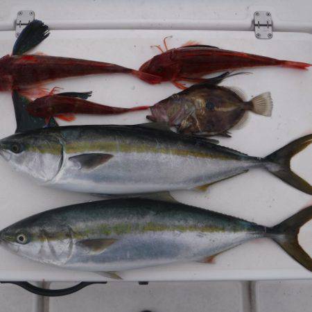 JDI Racing シールズマリンレジャー 釣果