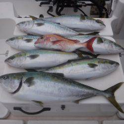 JDI Racing シールズマリンレジャー 釣果