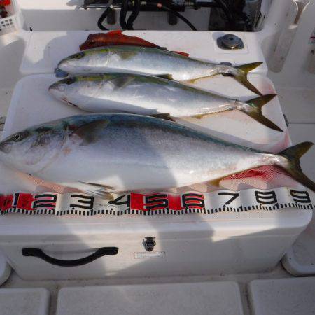 JDI Racing シールズマリンレジャー 釣果