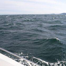 ＪＤＩ　Ｒａｃｉｎｇ　シールズマリンレジャー 釣果