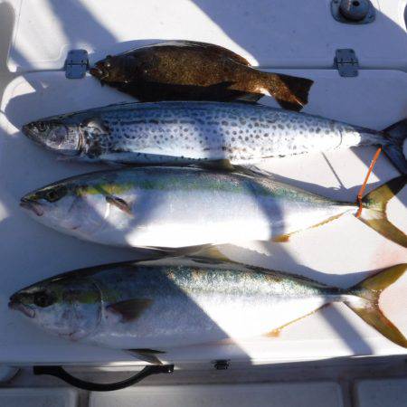 ＪＤＩ　Ｒａｃｉｎｇ　シールズマリンレジャー 釣果