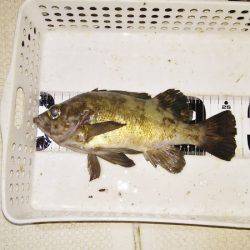 マリンガイド福丸 釣果