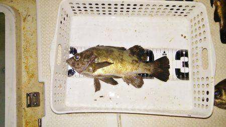 マリンガイド福丸 釣果