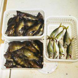 マリンガイド福丸 釣果