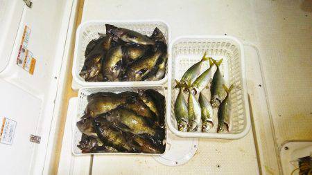 マリンガイド福丸 釣果