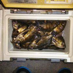 マリンガイド福丸 釣果