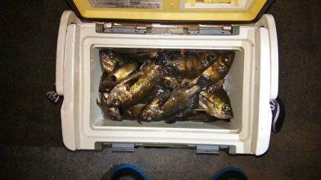 マリンガイド福丸 釣果