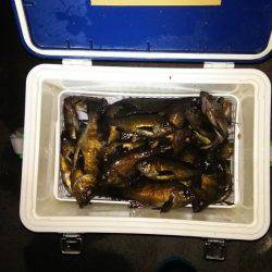 マリンガイド福丸 釣果