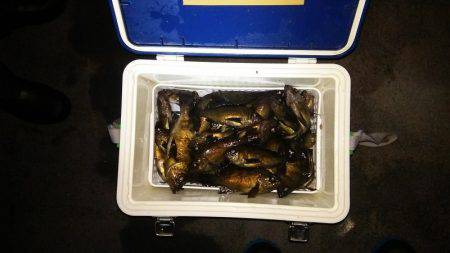 マリンガイド福丸 釣果