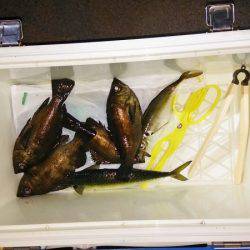 マリンガイド福丸 釣果