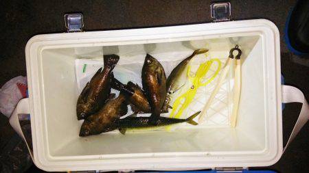 マリンガイド福丸 釣果