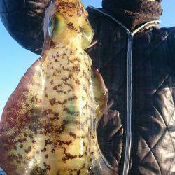 シースナイパー海龍 釣果