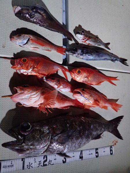 水天丸 釣果