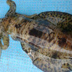 シースナイパー海龍 釣果