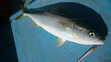シースナイパー海龍 釣果