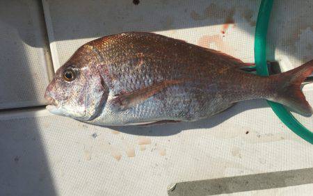 Ｖ−７ West 釣果