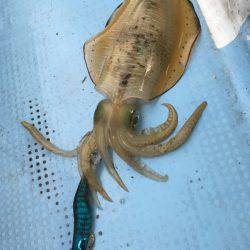 Fishing boat NATTYI 釣果