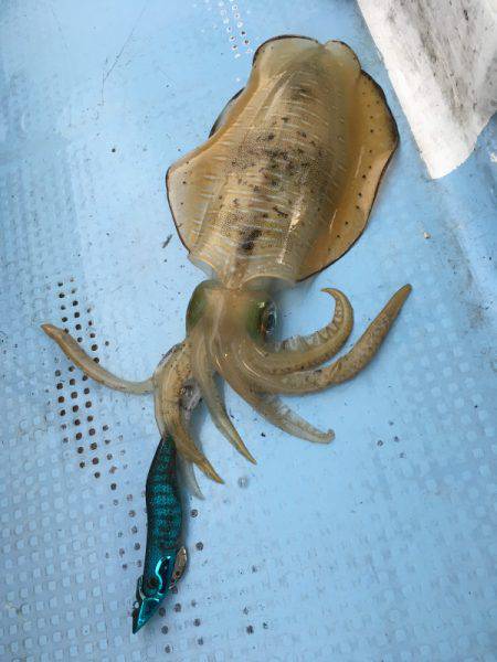 Fishing boat NATTYI 釣果