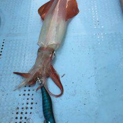 Fishing boat NATTYI 釣果