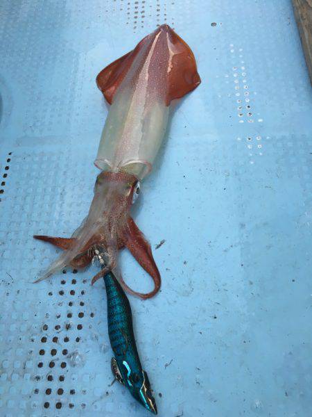 Fishing boat NATTYI 釣果