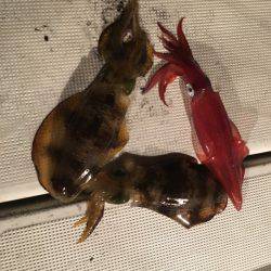 Fishing boat NATTYI 釣果