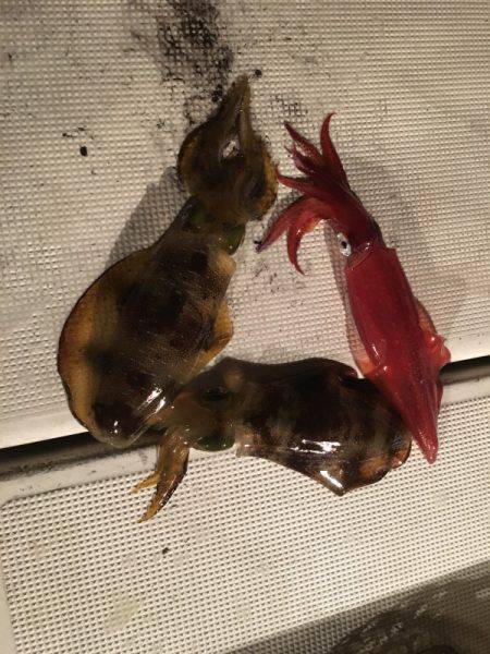 Fishing boat NATTYI 釣果