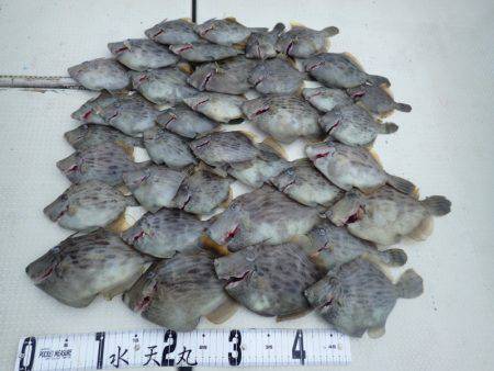 水天丸 釣果