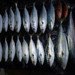 まるいち丸 ZERO-1 釣果