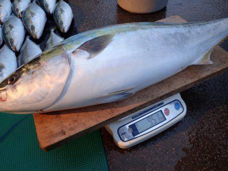 まるいち丸 ZERO-1 釣果