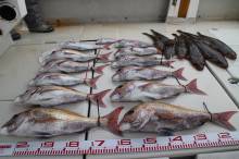 KIM Fishing Guide Ser…