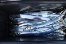 KIM Fishing Guide Service 釣果