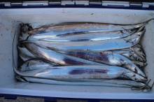 KIM Fishing Guide Ser…