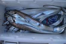 KIM Fishing Guide Service 釣果