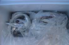 KIM Fishing Guide Service 釣果