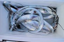 KIM Fishing Guide Service 釣果