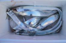 KIM Fishing Guide Service 釣果