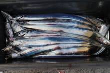 KIM Fishing Guide Ser…