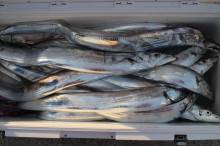 KIM Fishing Guide Service 釣果