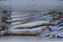 KIM Fishing Guide Ser…