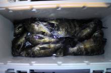 KIM Fishing Guide Service 釣果