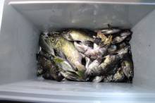 KIM Fishing Guide Ser…