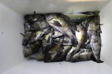 KIM Fishing Guide Service 釣果