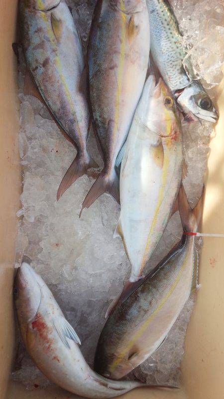 香織丸 釣果