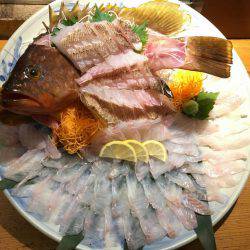 リトルワン 釣果