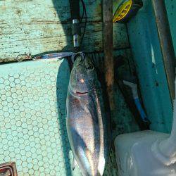 シードリーム 釣果