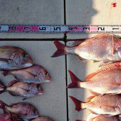 リトルワン 釣果