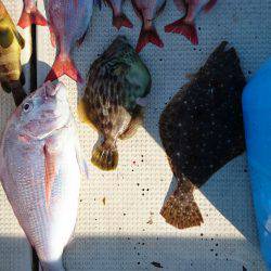 リトルワン 釣果