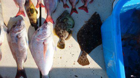 リトルワン 釣果